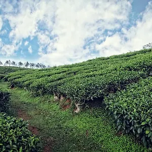5* Resort The Windflower & Spa, Vythiri